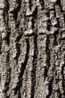 20091019_145407 Corteccia di quercia.jpg